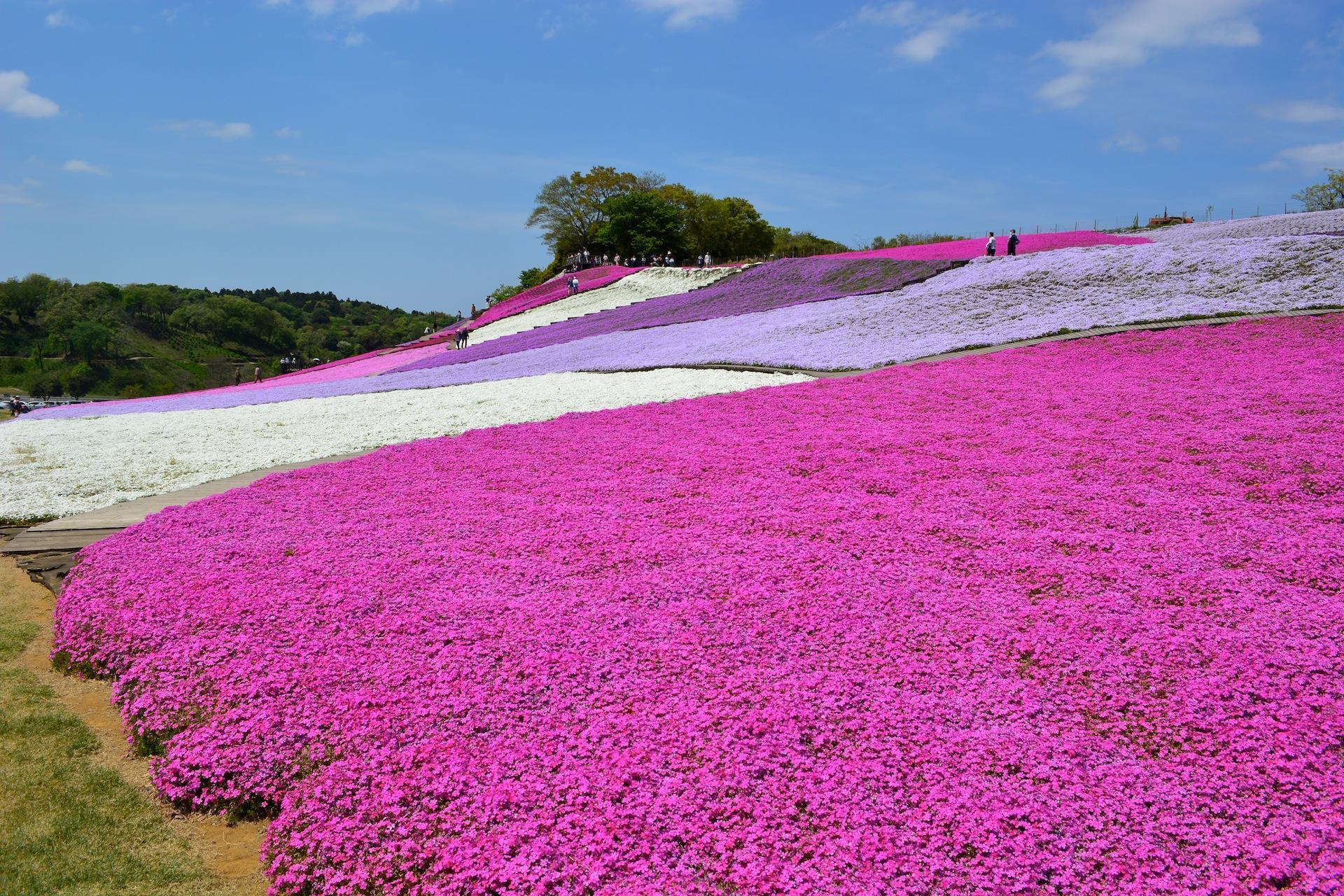 東京ドイツ村の芝桜 17年 その１ Tetto Kochan Blog